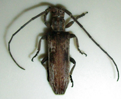 Planodema bimaculata