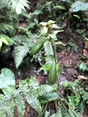 Calanthe alismifolia
