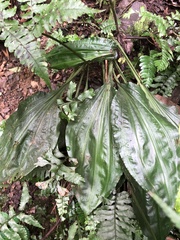 Calanthe alismifolia
