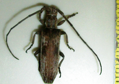 Planodema bimaculata