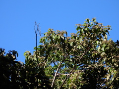 Trichospermum pleiostigma