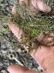 Fissidens fontanus