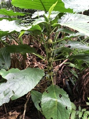 Paraphlomis javanica