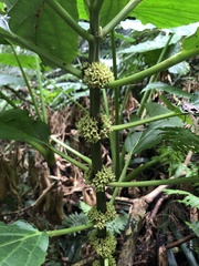 Paraphlomis javanica