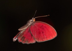 Paralaxita damajanti