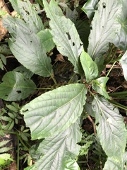 Paraphlomis javanica