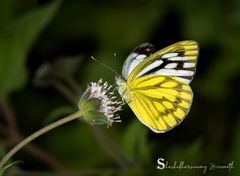 Cepora nerissa phryne
