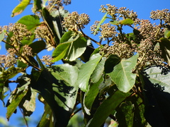Trichospermum pleiostigma
