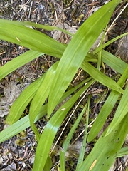 Anticlea occidentalis