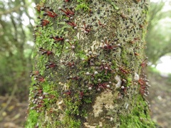 Murinectria polythalama