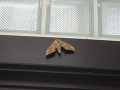 Marumba sperchius
