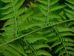 Deparia boryana