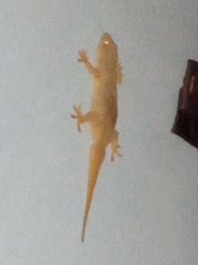 Hemidactylus frenatus