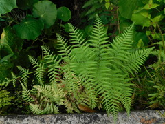 Deparia boryana