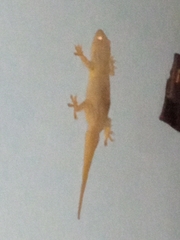 Hemidactylus frenatus
