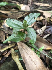 Odontochilus brevistylis