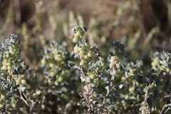 Atriplex vesicaria
