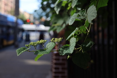 Ampelopsis glandulosa