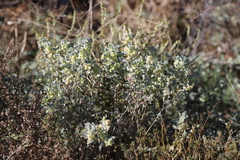 Atriplex vesicaria