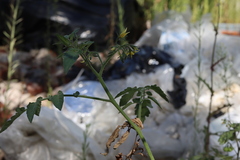 Solanum lycopersicum