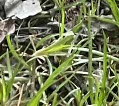 Juncus repens