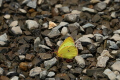 Colias occidentalis