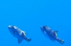 Canthidermis maculata