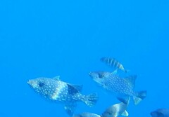 Canthidermis maculata