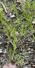 Juncus repens