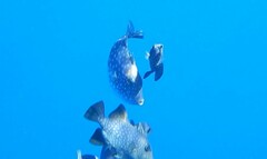 Canthidermis maculata