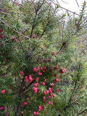 Leptecophylla oxycedrus