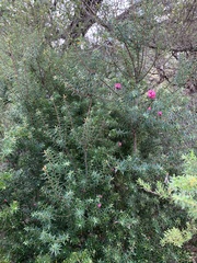 Leptecophylla oxycedrus