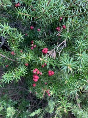 Leptecophylla oxycedrus