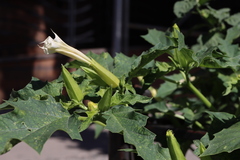 Datura stramonium