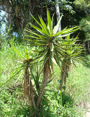 Yucca gigantea