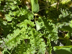 Pedicularis ornithorhynchos