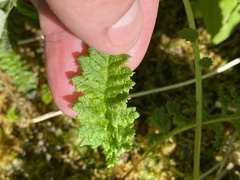 Pedicularis ornithorhynchos