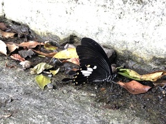 Papilio nephelus chaonulus