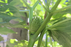 Datura stramonium