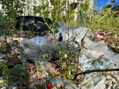 Solanum lycopersicum