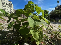 Paulownia tomentosa