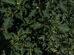Datura stramonium
