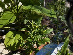 Erechtites hieraciifolius