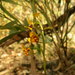 Black Mountain Leopard Orchid - Photo (c) Donald Hobern, some rights reserved (CC BY)