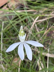Caladenia picta