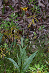 Rudbeckia californica