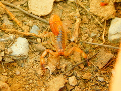 Mesomexovis oaxaca