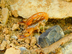 Mesomexovis oaxaca