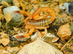 Mesomexovis oaxaca