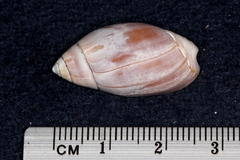 Callianax